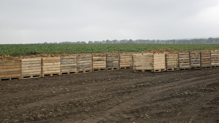 În pofida secetei din această vară, prețul cartofilor nu va crește (FOTO)