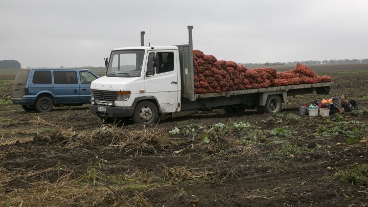 În pofida secetei din această vară, prețul cartofilor nu va crește (FOTO)