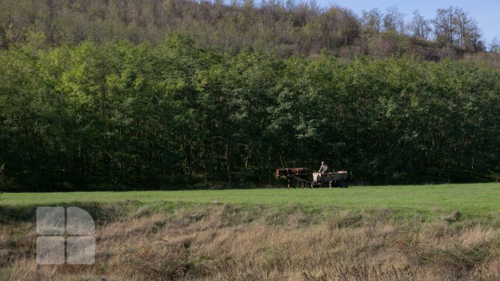 O treime din pădurile din țară au fost afectate de seceta din ultimii ani