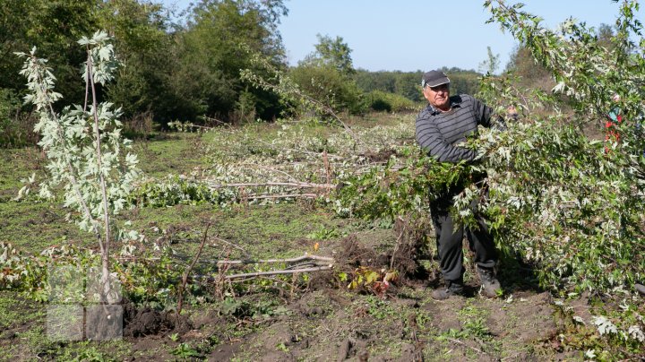 O treime din pădurile din țară au fost afectate de seceta din ultimii ani