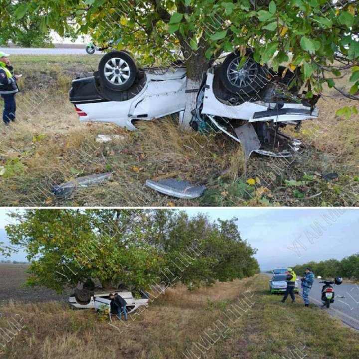 Accident violent: O mașină a ajuns într-un copac, după ce a lovit un câine pe stradă (FOTO)