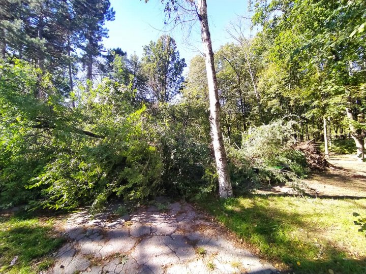 Un copac a căzut lângă o bancă pe care stăteau membrii unei familii, în parcul Valea Trandafirilor (FOTO)