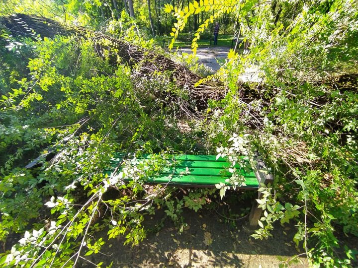 Un copac a căzut lângă o bancă pe care stăteau membrii unei familii, în parcul Valea Trandafirilor (FOTO)