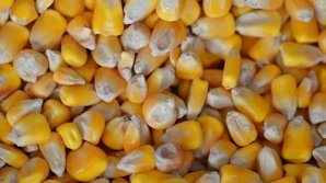 Moldova importă cereale! De la începutul anului, în ţară au ajuns aproape 25000 de tone de porumb