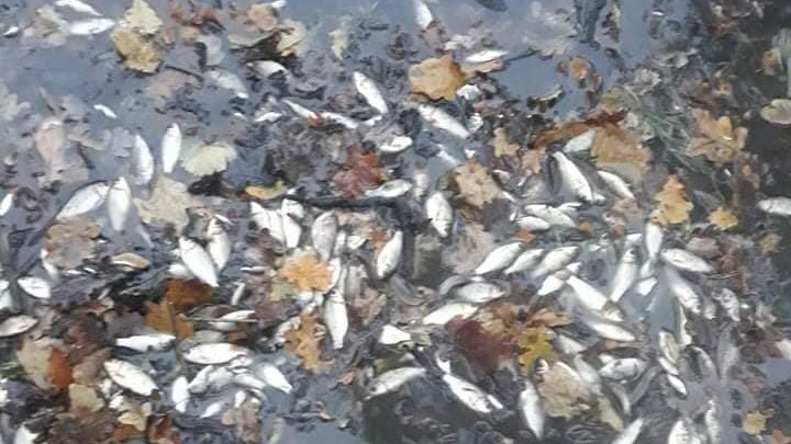 Bombă ecologică la Edineț.  Zeci de pești morți plutesc pe lacul din oraș (FOTO/VIDEO)