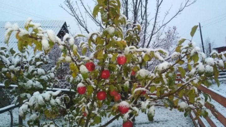 În munții Bucovinei au căzut primii fulgi de nea (FOTO)