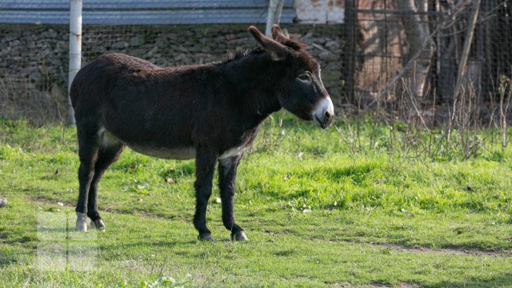 Un francez căsătorit cu o moldoveancă produce caşcaval din lapte de măgăriţă, dar şi "dulceţi de lapte" (FOTOREPORT)