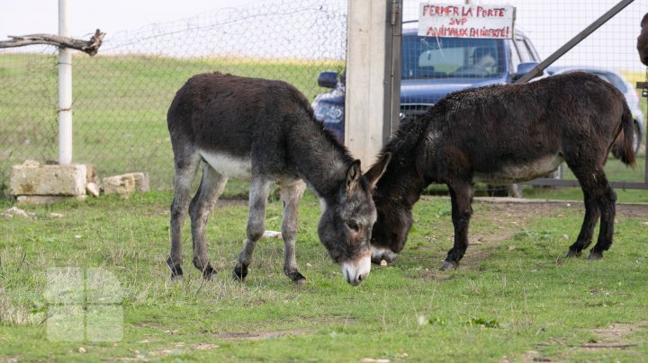 Un francez căsătorit cu o moldoveancă produce caşcaval din lapte de măgăriţă, dar şi "dulceţi de lapte" (FOTOREPORT)