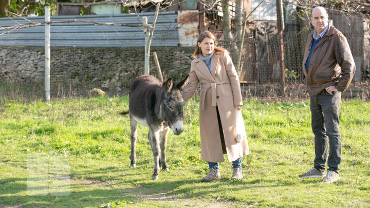 Un francez căsătorit cu o moldoveancă produce caşcaval din lapte de măgăriţă, dar şi "dulceţi de lapte" (FOTOREPORT)