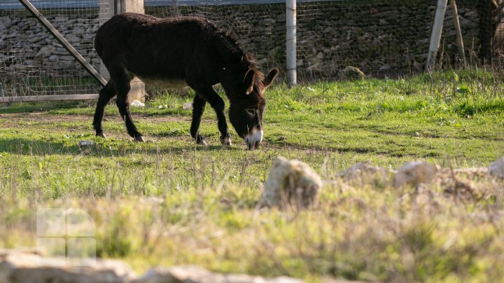 Un francez căsătorit cu o moldoveancă produce caşcaval din lapte de măgăriţă, dar şi "dulceţi de lapte" (FOTOREPORT)