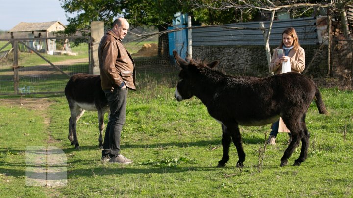 Un francez căsătorit cu o moldoveancă produce caşcaval din lapte de măgăriţă, dar şi "dulceţi de lapte" (FOTOREPORT)