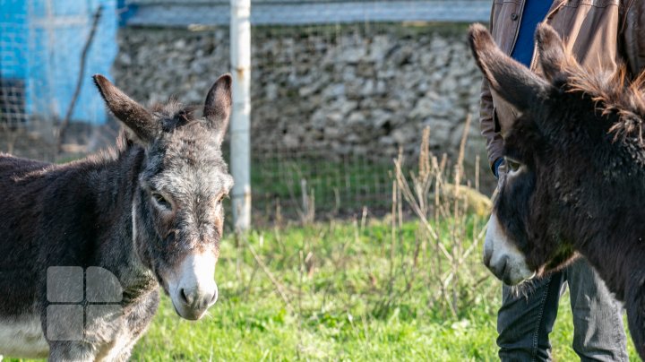 Un francez căsătorit cu o moldoveancă produce caşcaval din lapte de măgăriţă, dar şi "dulceţi de lapte" (FOTOREPORT)