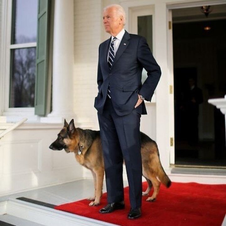 Joe Biden îi va aduce la Casa Albă pe Champ și Major. FOTO cu primii-câini ai Americii