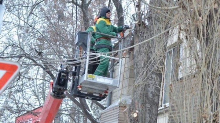 Atenție! Pe mai multe străzi din Capitală se vor efectua lucrări de curățare a arborilor