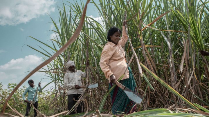 India încurajează oamenii să consume mai mult zahăr pentru a scăpa de excesul de producție