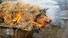 Moldovenii sunt în toiul pregătirilor de Crăciun. Tradiţional, în această perioadă se taie porcul (FOTO)