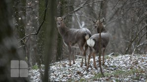 Pădurarii sunt gata de iarnă. Au pregătit hrană pentru animalele din Rezervaţia Naturală "Codrii" (FOTOREPORT)