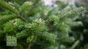 Sancţiuni aspre. Ce amenzi riscă moldovenii care taie ilegal brazi în perioada sărbătorilor de iarnă