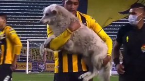 Un câine a intrat pe teren la un meci de fotbal și a întrerupt partida dintre The Strongest și Nacional Potosi din Campionatul Boliviei