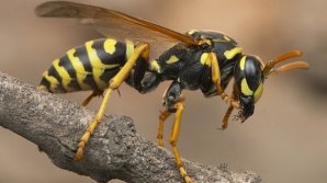 Studiu: O singură viespe poate provoca prăbușirea unui avion