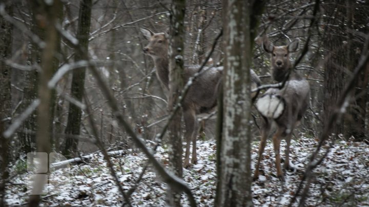 Trasee turistice prin rezervaţiile naturale din Moldova (FOTOREPORT)