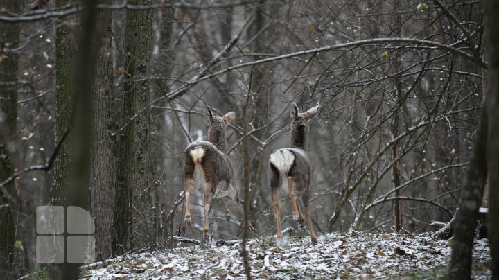 Trasee turistice prin rezervaţiile naturale din Moldova (FOTOREPORT)