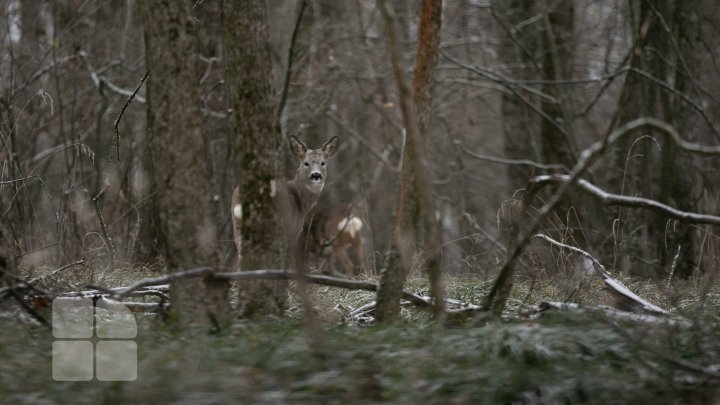 Trasee turistice prin rezervaţiile naturale din Moldova (FOTOREPORT)