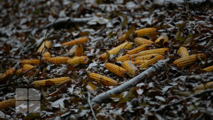 Pădurarii sunt gata de iarnă. Au pregătit hrană pentru animalele din Rezervaţia Naturală "Codrii" (FOTOREPORT)