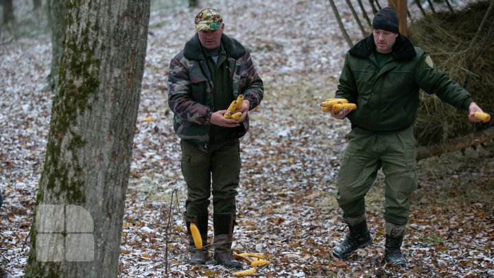 Pădurarii sunt gata de iarnă. Au pregătit hrană pentru animalele din Rezervaţia Naturală "Codrii" (FOTOREPORT)