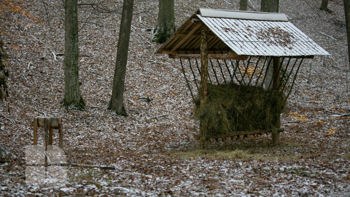 Pădurarii sunt gata de iarnă. Au pregătit hrană pentru animalele din Rezervaţia Naturală "Codrii" (FOTOREPORT)