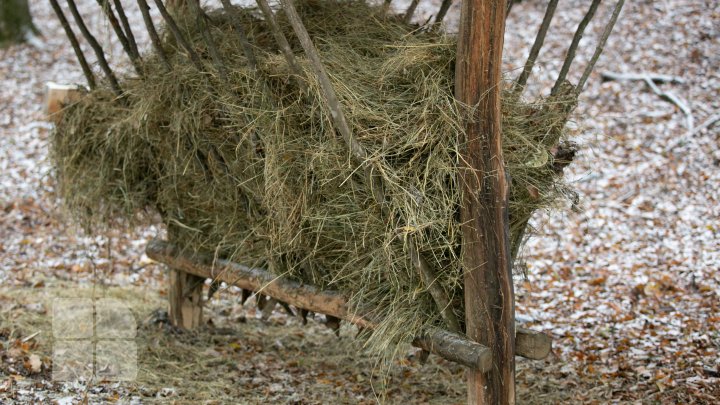 Pădurarii sunt gata de iarnă. Au pregătit hrană pentru animalele din Rezervaţia Naturală "Codrii" (FOTOREPORT)