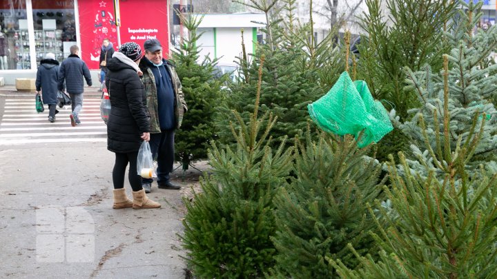 Primii brazi, în vânzare. În fiecare sector al Capitalei au fost autorizate câte două locaţii pentru târguri cu pomi de Crăciun (FOTOREPORT)