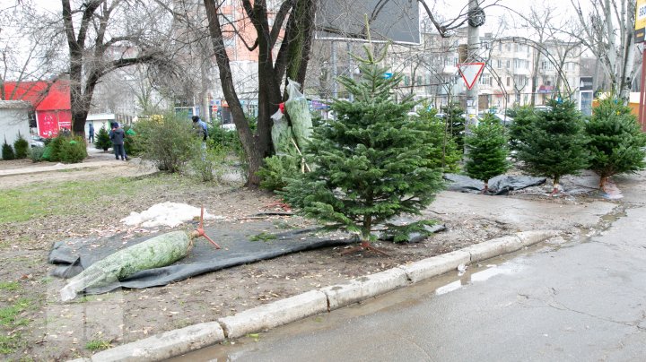 Primii brazi, în vânzare. În fiecare sector al Capitalei au fost autorizate câte două locaţii pentru târguri cu pomi de Crăciun (FOTOREPORT)