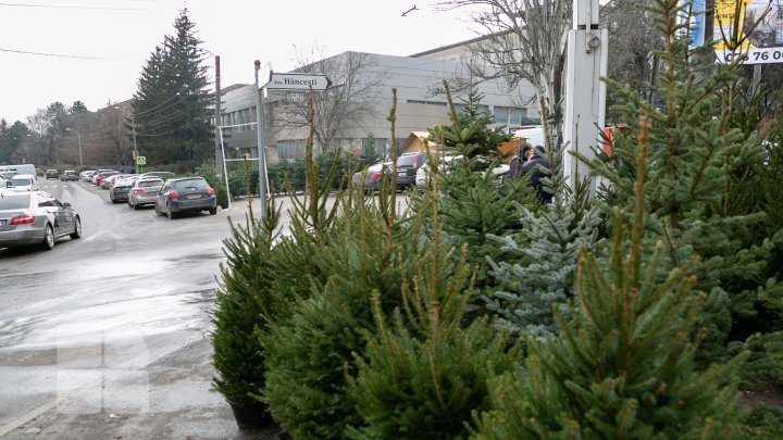 Primii brazi, în vânzare. În fiecare sector al Capitalei au fost autorizate câte două locaţii pentru târguri cu pomi de Crăciun (FOTOREPORT)