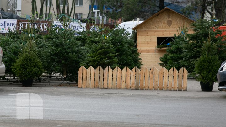 Primii brazi, în vânzare. În fiecare sector al Capitalei au fost autorizate câte două locaţii pentru târguri cu pomi de Crăciun (FOTOREPORT)