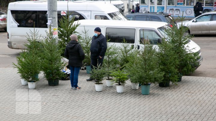 Primii brazi, în vânzare. În fiecare sector al Capitalei au fost autorizate câte două locaţii pentru târguri cu pomi de Crăciun (FOTOREPORT)