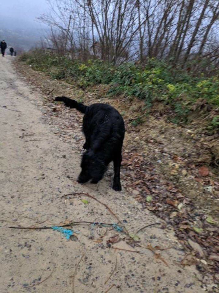 Detalii despre operațiunea de căutare a copilei din Otaci. Micuța, salvată datorită câinelui unui paznic (FOTO)