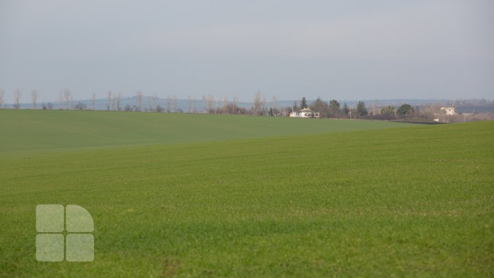 Schimbarea bruscă a vremii îi îngrijorează pe agricultori. Aceştia se tem că nu vor avea recoltă nici în acest an (FOTO)