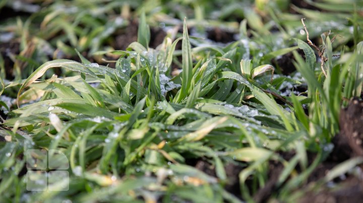 Schimbarea bruscă a vremii îi îngrijorează pe agricultori. Aceştia se tem că nu vor avea recoltă nici în acest an (FOTO)