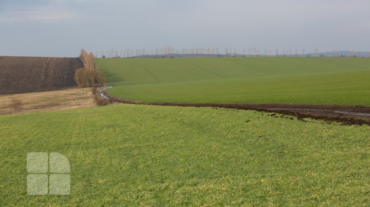 Schimbarea bruscă a vremii îi îngrijorează pe agricultori. Aceştia se tem că nu vor avea recoltă nici în acest an (FOTO)