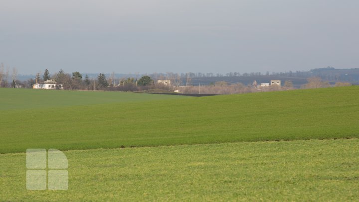 Schimbarea bruscă a vremii îi îngrijorează pe agricultori. Aceştia se tem că nu vor avea recoltă nici în acest an (FOTO)