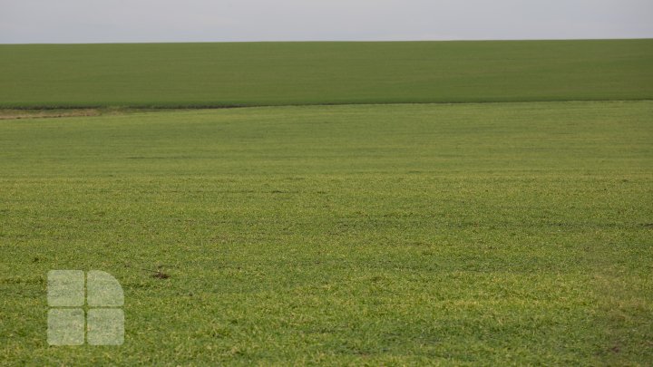 Schimbarea bruscă a vremii îi îngrijorează pe agricultori. Aceştia se tem că nu vor avea recoltă nici în acest an (FOTO)