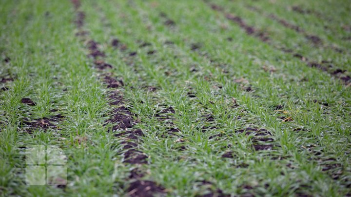 Schimbarea bruscă a vremii îi îngrijorează pe agricultori. Aceştia se tem că nu vor avea recoltă nici în acest an (FOTO)