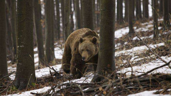 Ursul Baloo surprins în munţii Retezat, în timp ce se scărpina de un copac (VIDEO) 