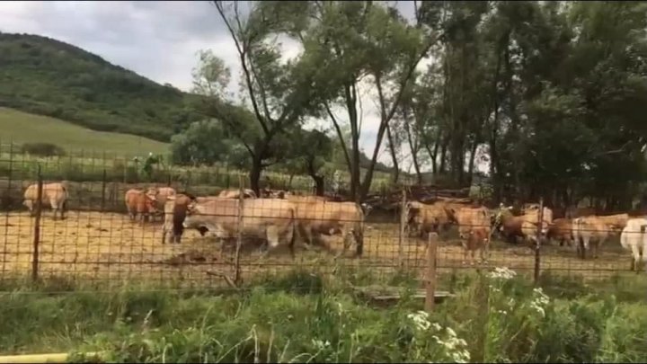 Afacere de succes în domeniul zootehniei. Povestea unei familii de moldoveni stabilită în România 