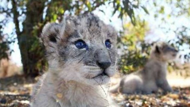 Grădina zoologică din Singapore a anunţat naşterea unui pui de leu, prin inseminare artificială