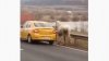 Cal furat şi tractat cu taxiul de doi tineri. Unul şofa, iar altul îl ţinea de frânghie (VIDEO)