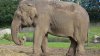 Un elefant a omorât un angajat al unei grădini zoologice din Spania cu o singură lovitură de trompă