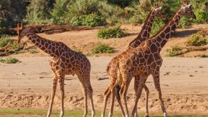 Trei girafe dintr-o specie pe cale de dispariție au murit electrocutate din cauza stâlpilor de tensiune care erau prea scunzi