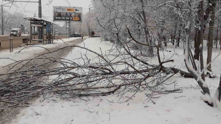 DEZASTRU la Chişinău. Poleiul şi chiciura au doborât mai mulţi copaci pe carosabil şi firele electrice (FOTO)